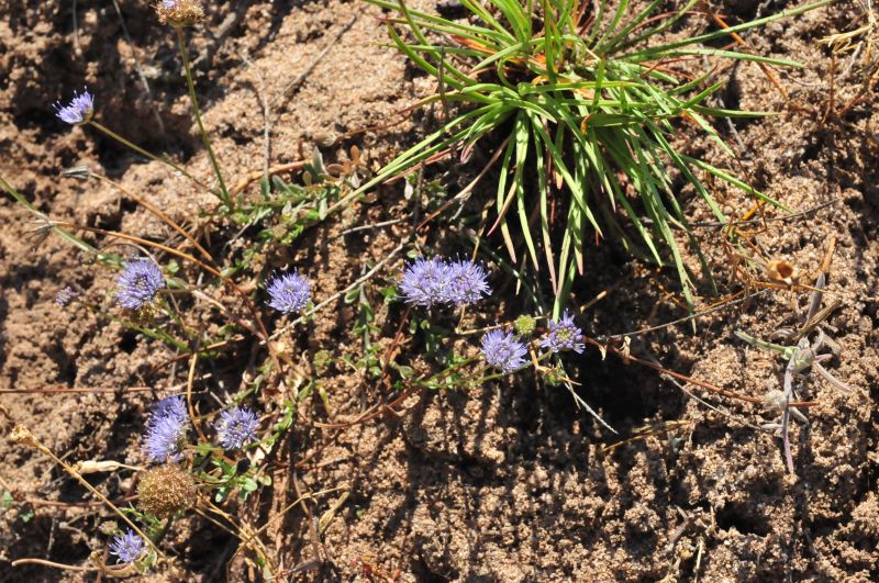 Jasione montana / Vedovella annuale